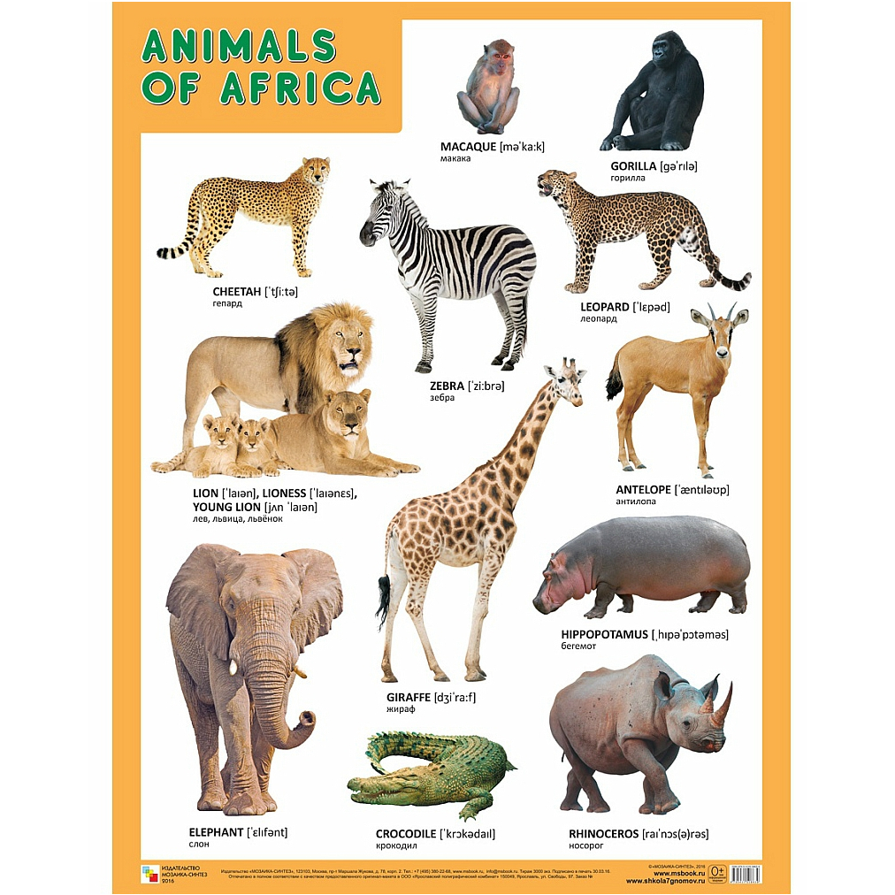Плакат. Animals of Africa (Животные Африки)