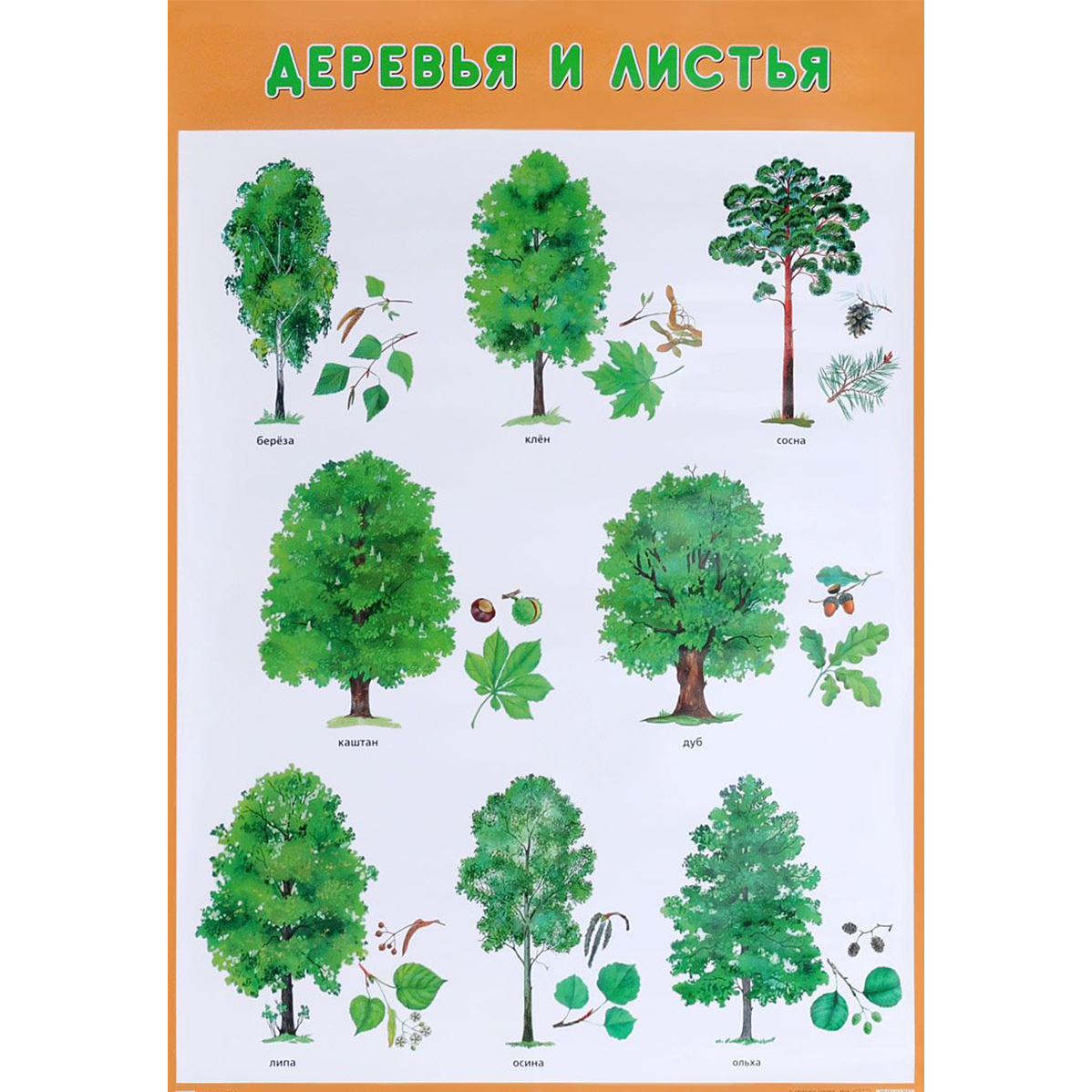 Плакат Деревья и листья