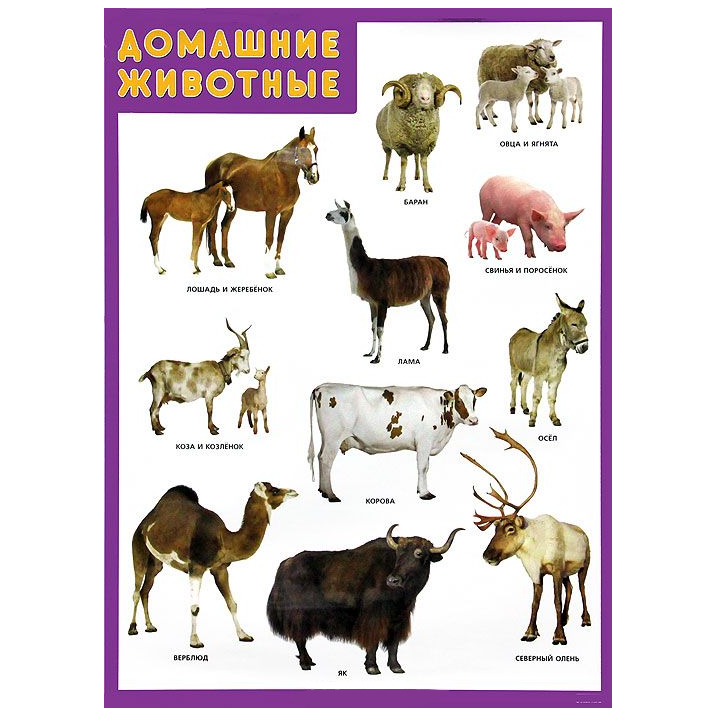 Плакат Домашние животные